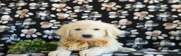 Mixed Breed dogs for sale: Monte - Ad 8