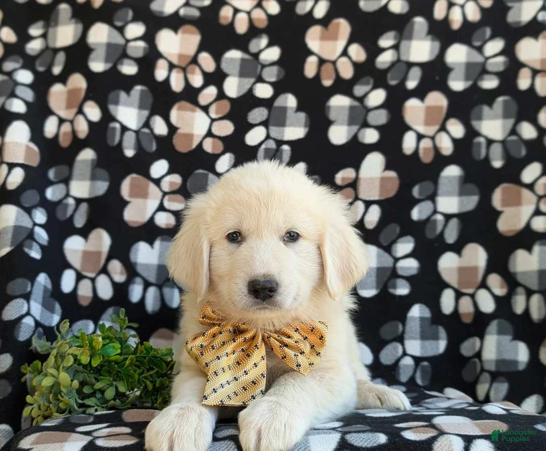 Mixed Breed dogs for sale: Monte - Ad 8