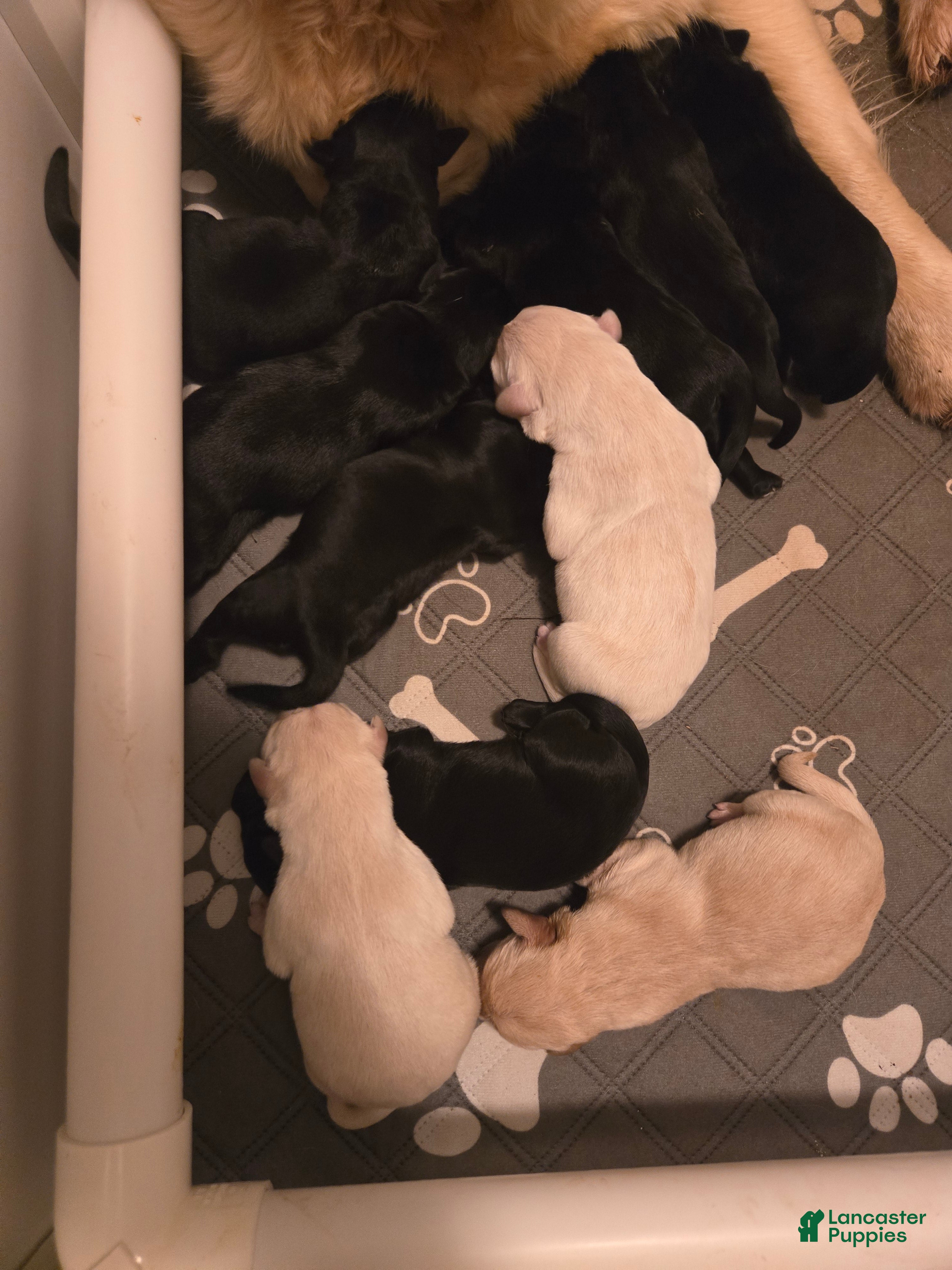 Goldador dogs Black female #2 - Ad 21