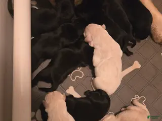 Goldador dogs Black female #2 - Ad 21