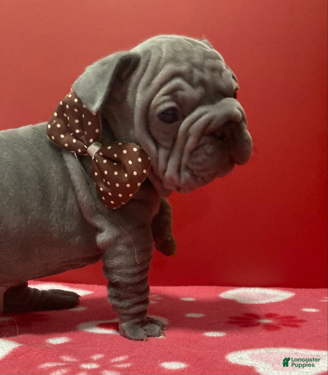 French Bulldog dogs for sale: Hercules - Ad 4