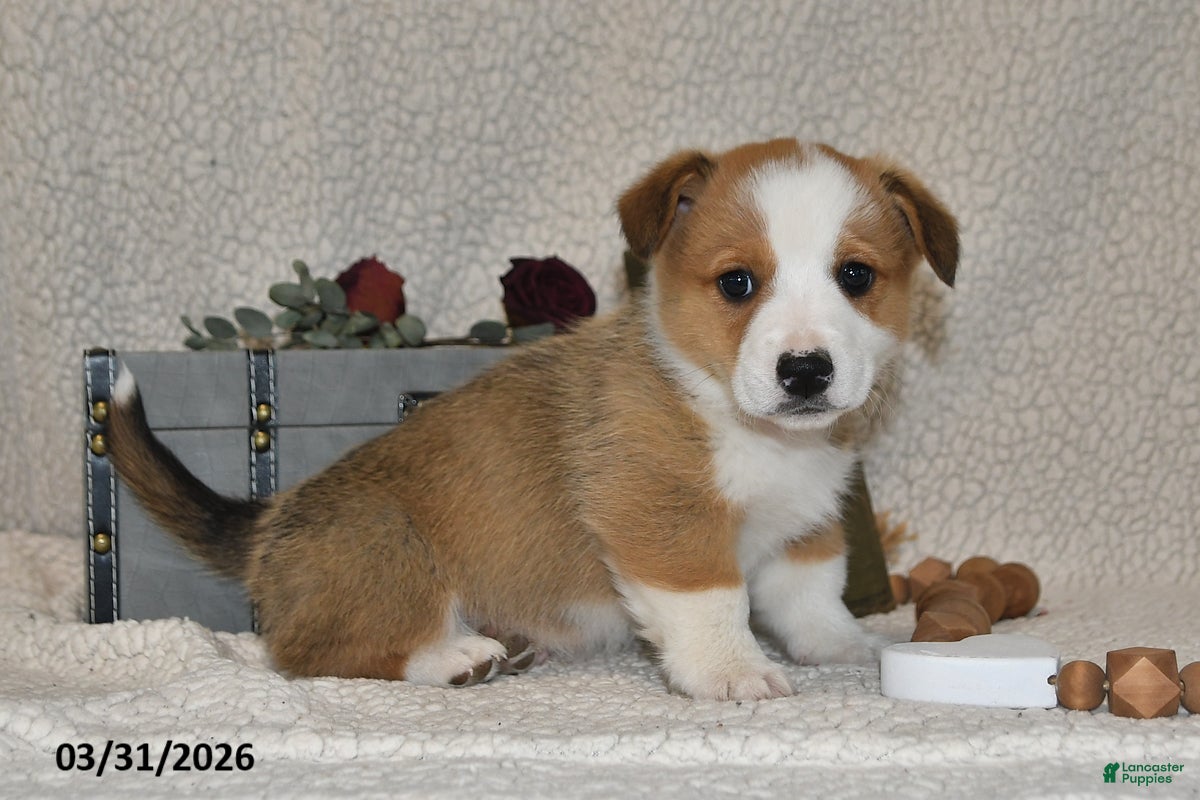 Welsh Corgi Pembroke dogs Romeo - Ad 2
