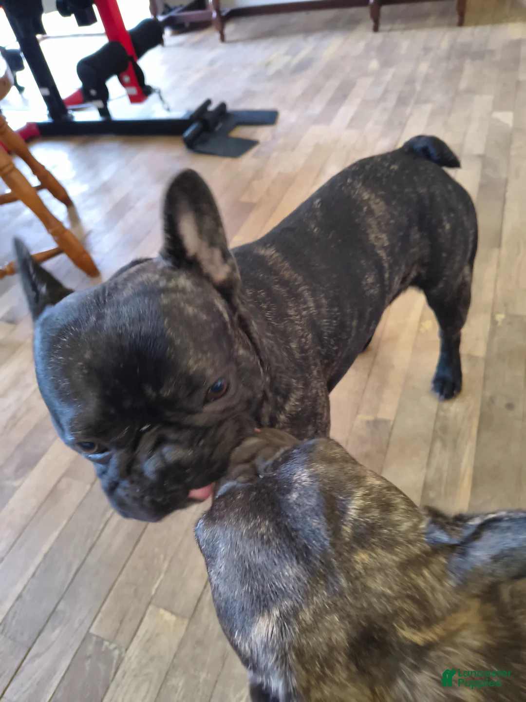 Frenchton dogs for sale: Frenchton Puppy 1 - Ad 12