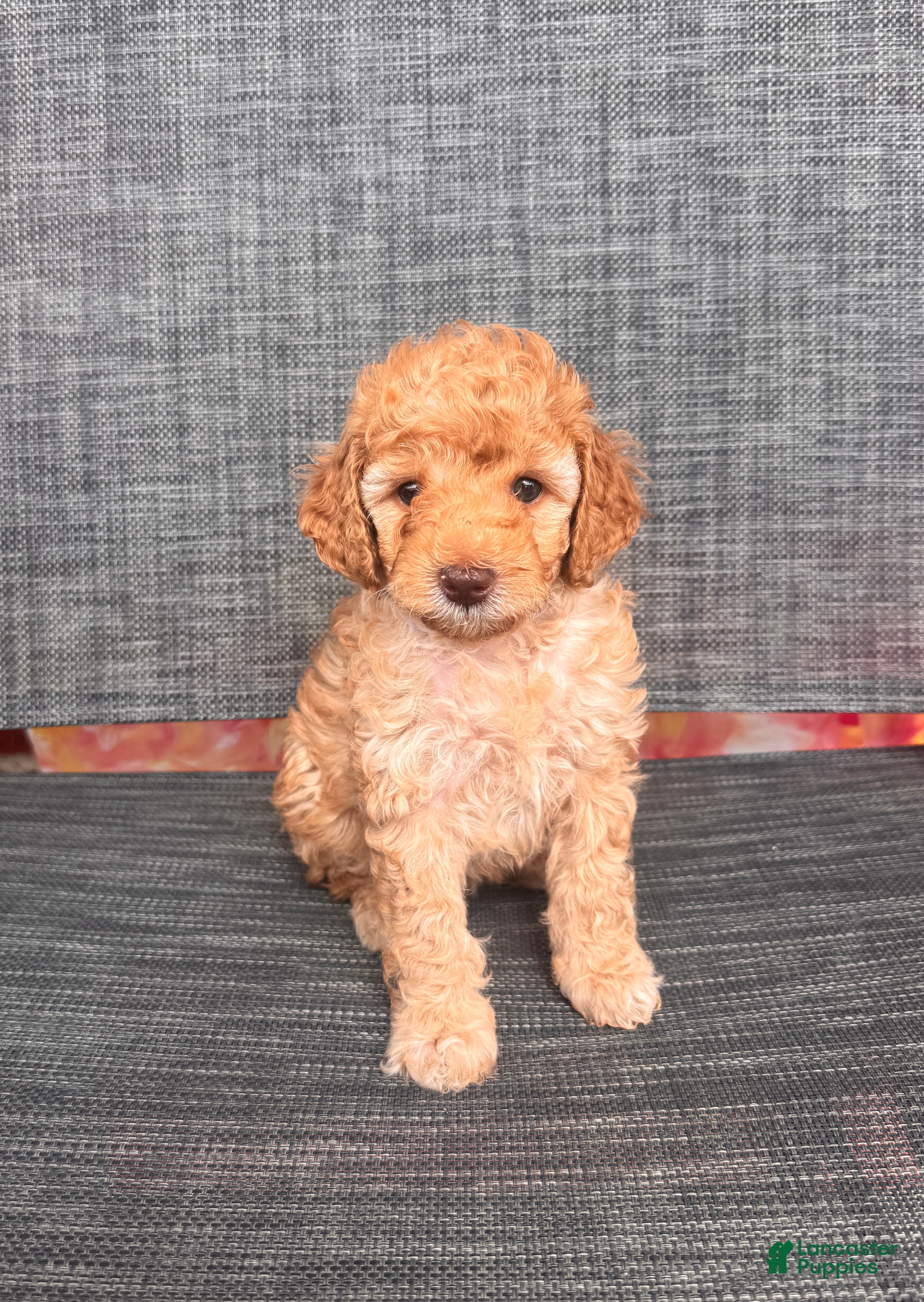 Toy Poodle dogs for sale: Angella  - Ad 2