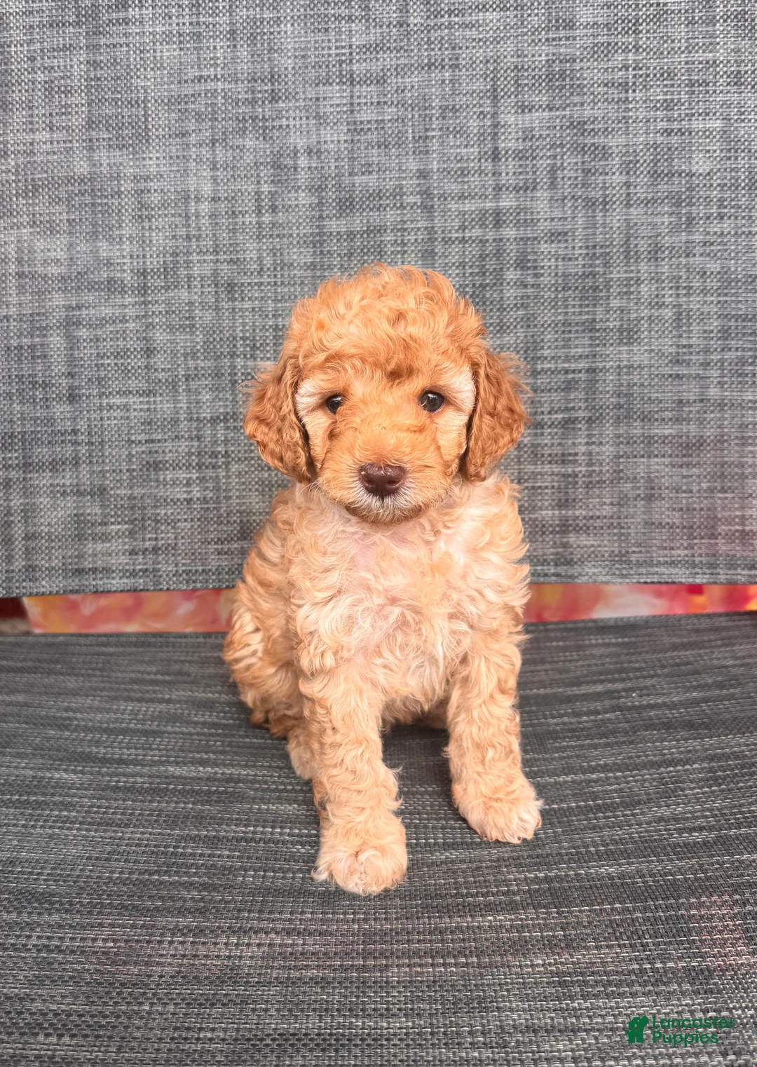 Toy Poodle dogs for sale: Angella  - Ad 1