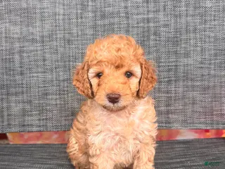 Toy Poodle dogs for sale: Angella - Ad 2