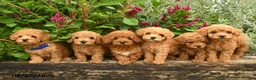 Toy Poodle dogs for sale: Forrest  - Ad 3