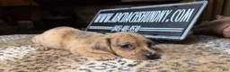 Miniature Dachshund dogs for sale: Smooth red brindle - Ad 7