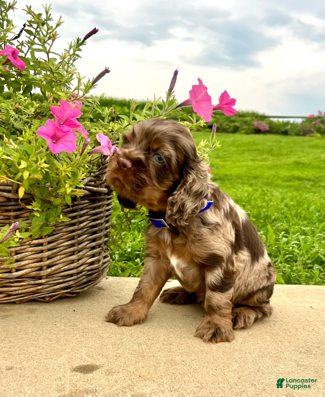 Cocker Spaniel dogs for sale: HUXBY❤️AKC Registered🐾Text or Call today - Ad 2