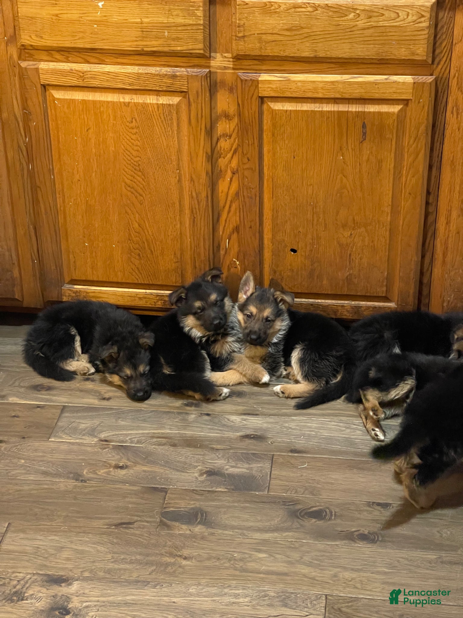 German Shepherd dogs Frick - Ad 37