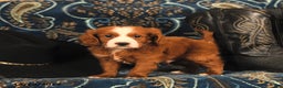 Cavapoo dogs for sale: Cash - Ad 4