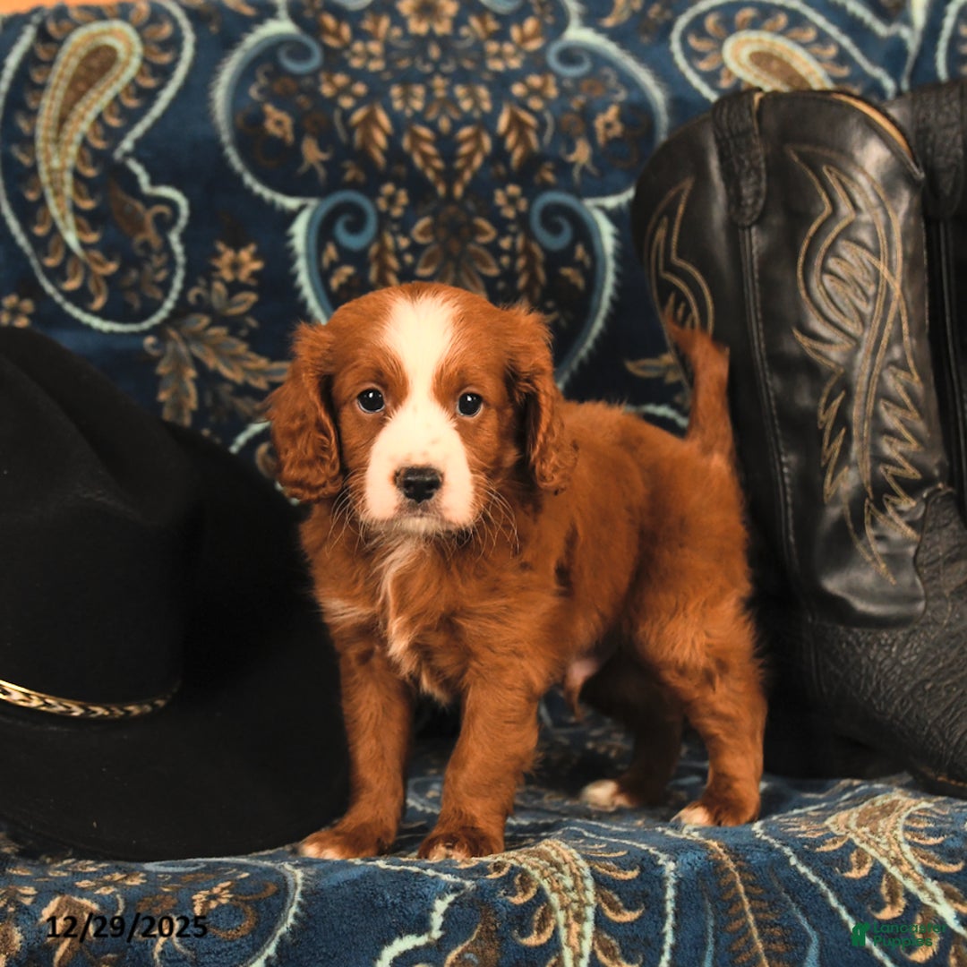 Cavapoo dogs for sale: Cash - Ad 4