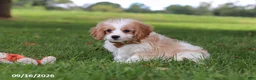 Cavapoochon dogs for sale: Kobe - Ad 4