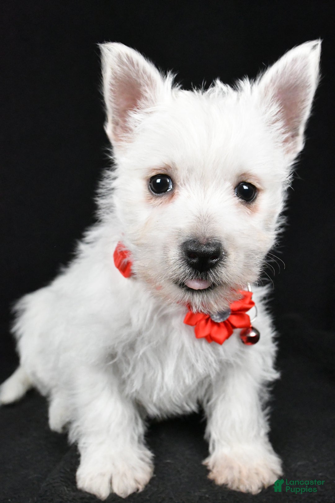 West Highland Terrier dogs for sale: Donna - Ad 6
