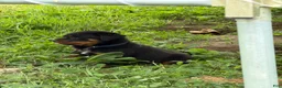 Rottweiler dogs for sale: Rottweiler 1 - Ad 11