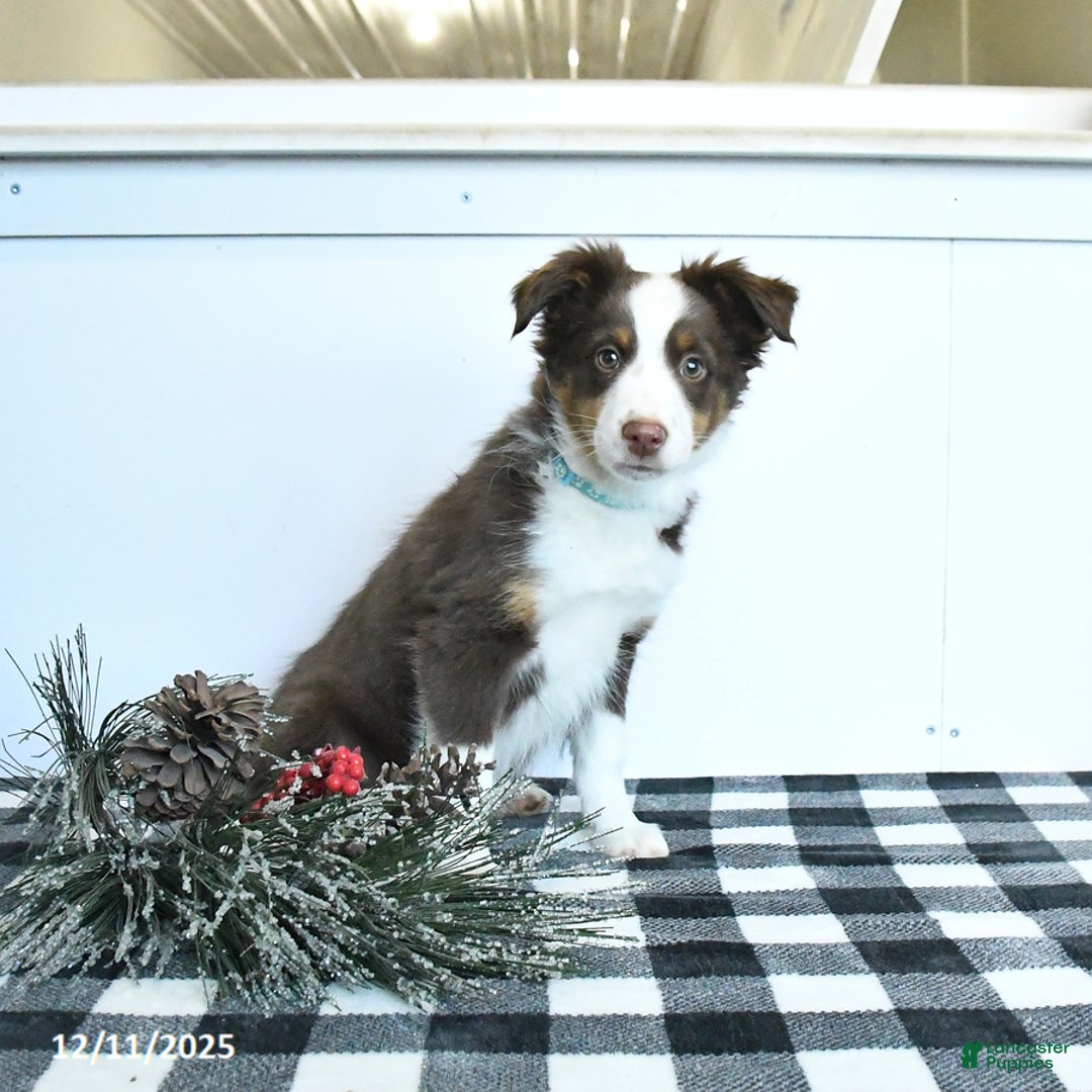 Miniature Australian Shepherd dogs for sale: Maverick - Ad 2