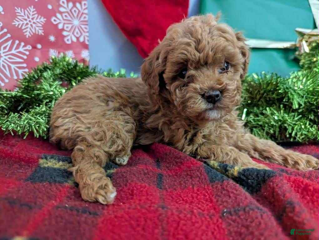 Toy Poodle dogs Queen - Ad 3