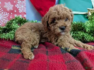 Toy Poodle dogs Queen - Ad 3