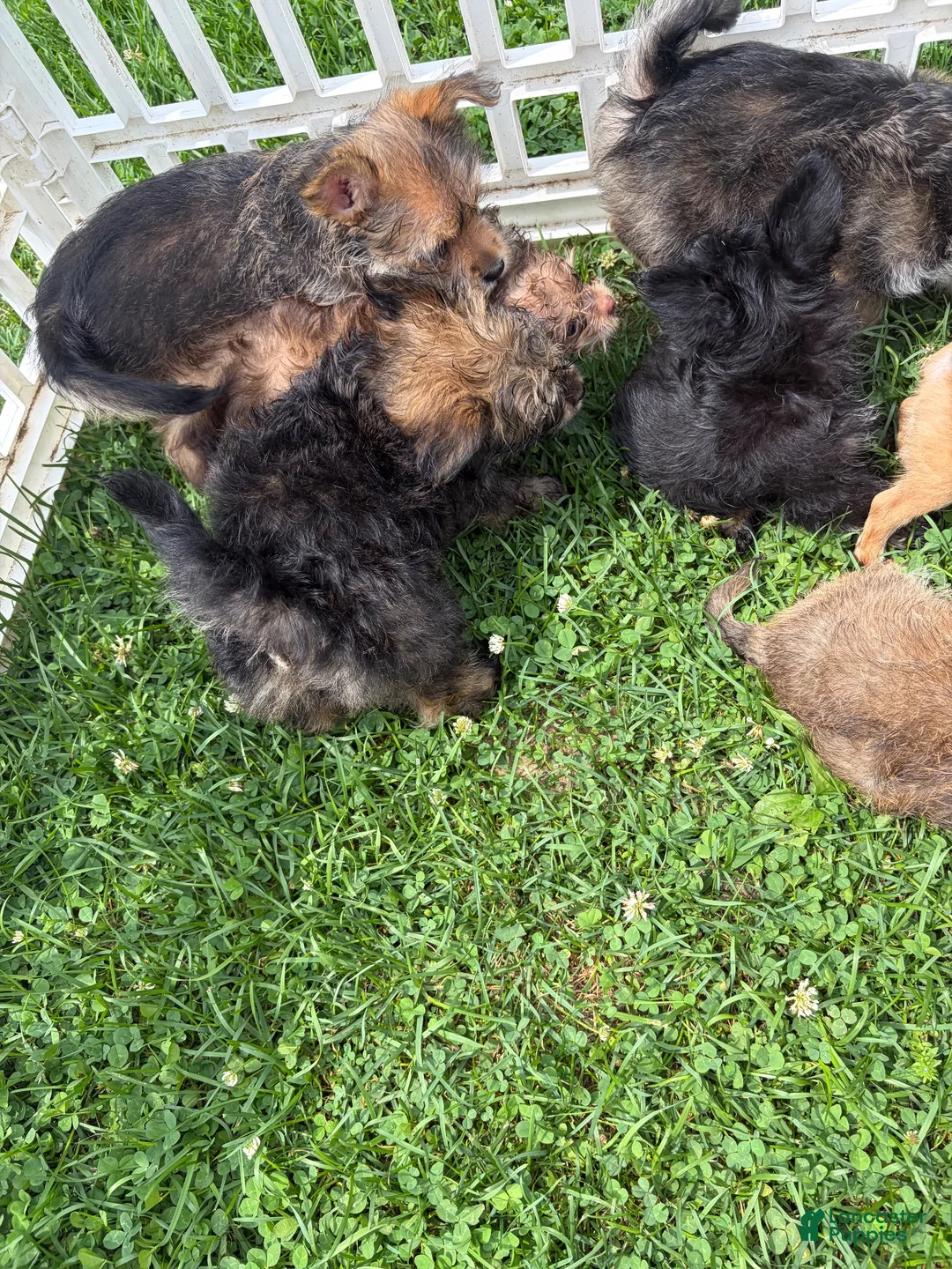 Chorkie dogs for sale: Chorkie 2 - Ad 13