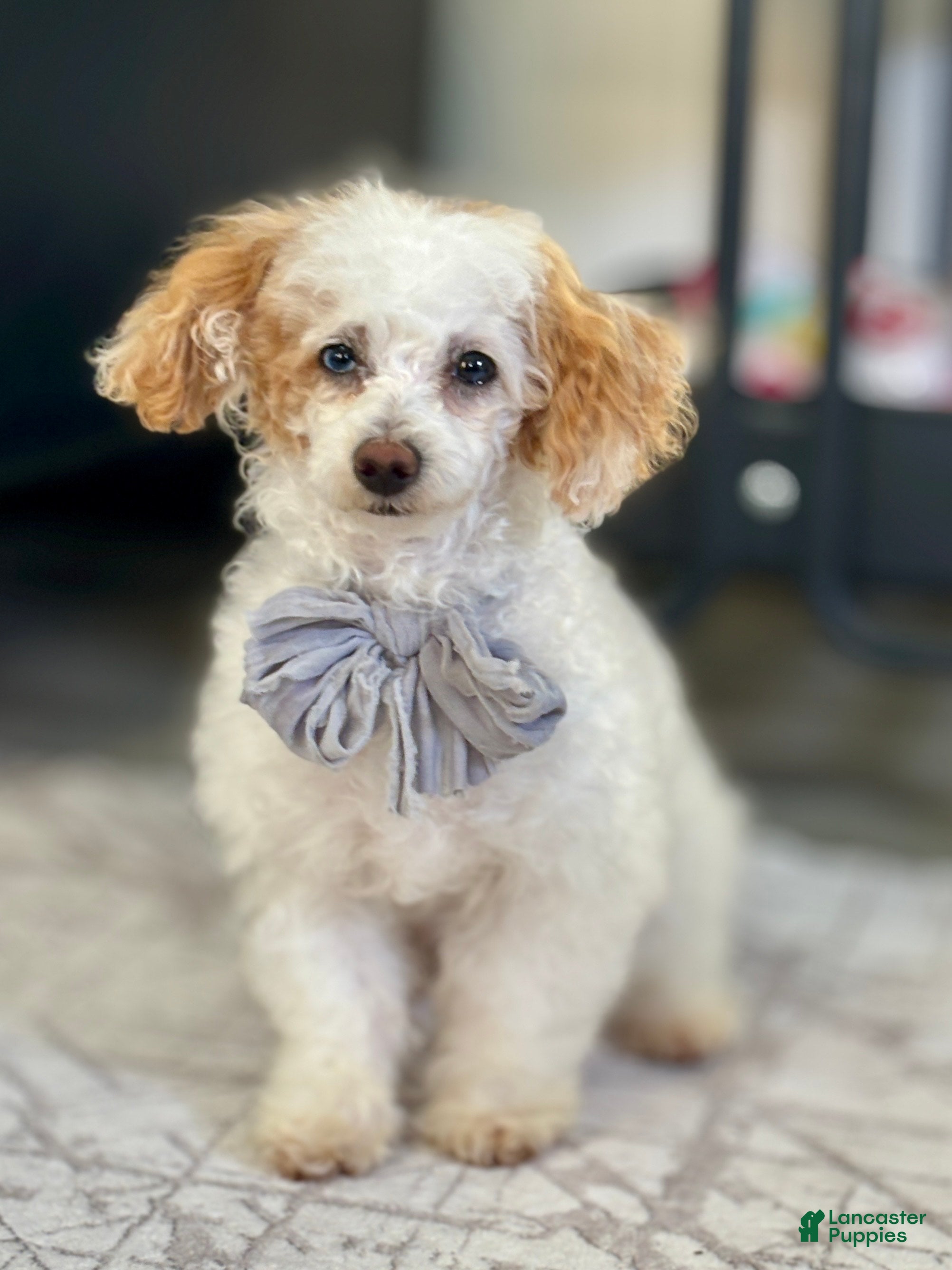 Toy Poodle dogs Blizzard - Ad 19