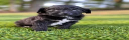Portuguese Water Dog dogs for sale: Sarge - Ad 8