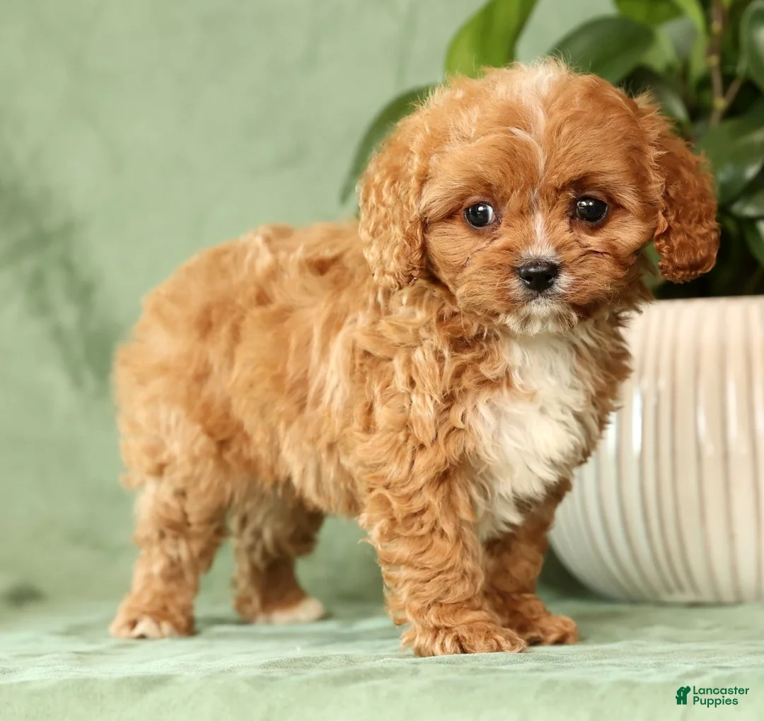 Cavapoo dogs for sale: Ingrid - Ad 10