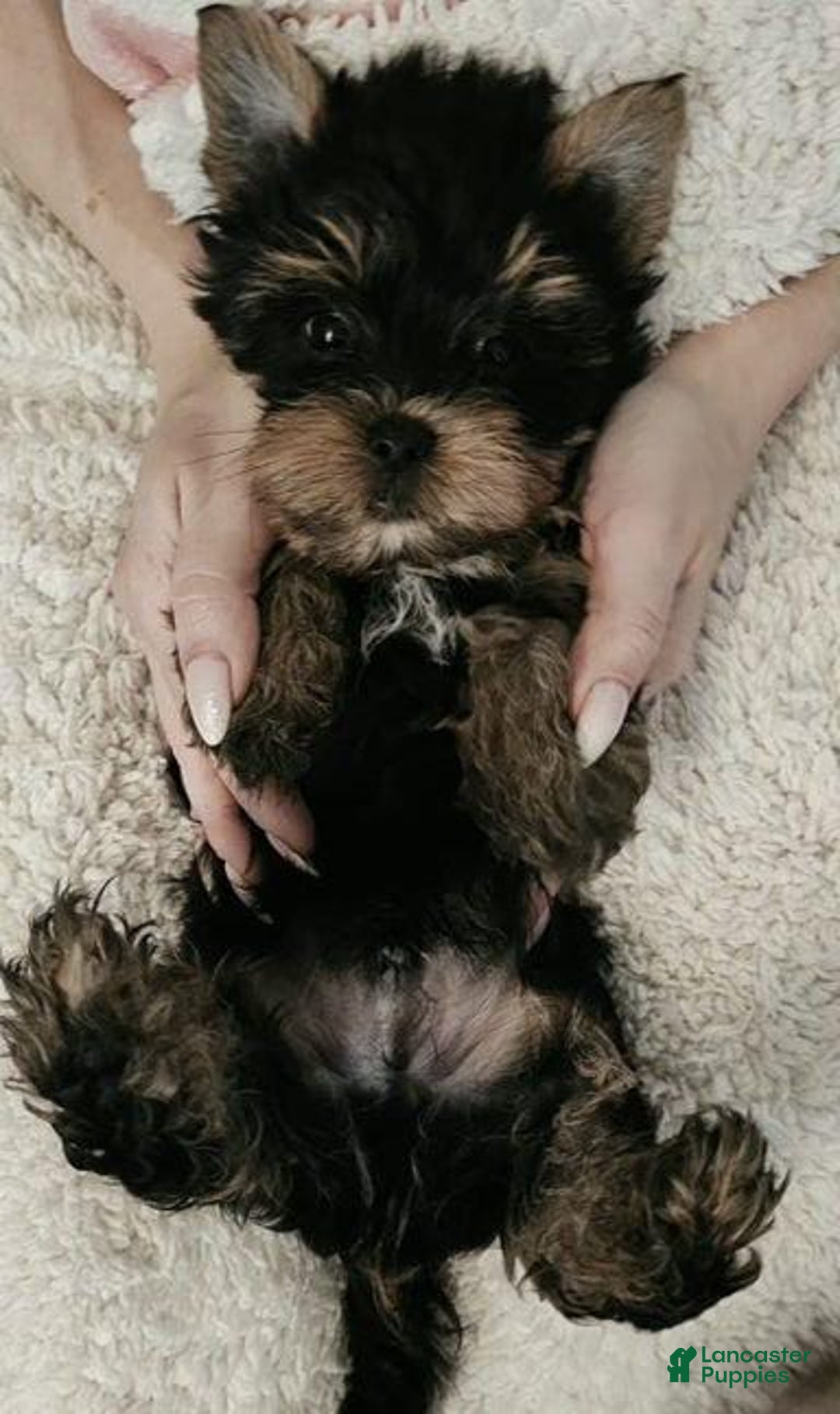 Yorkshire Terrier dogs for sale: Calvin - Ad 17