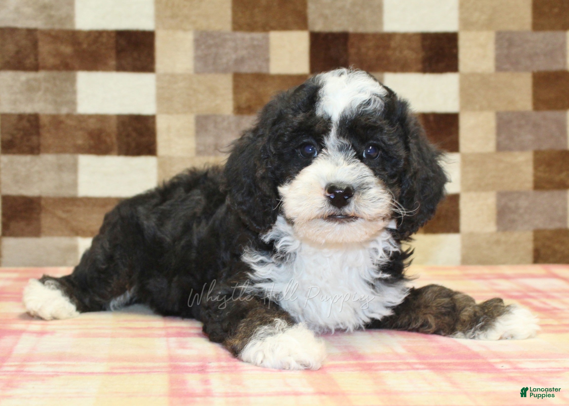 Double Doodle dogs Jacob - Ad 2