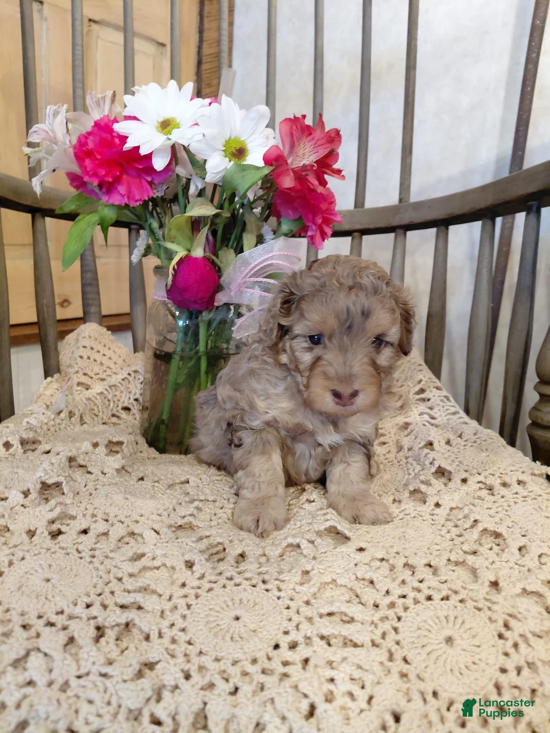 Mini Aussiedoodle dogs for sale: Fluff - Ad 1