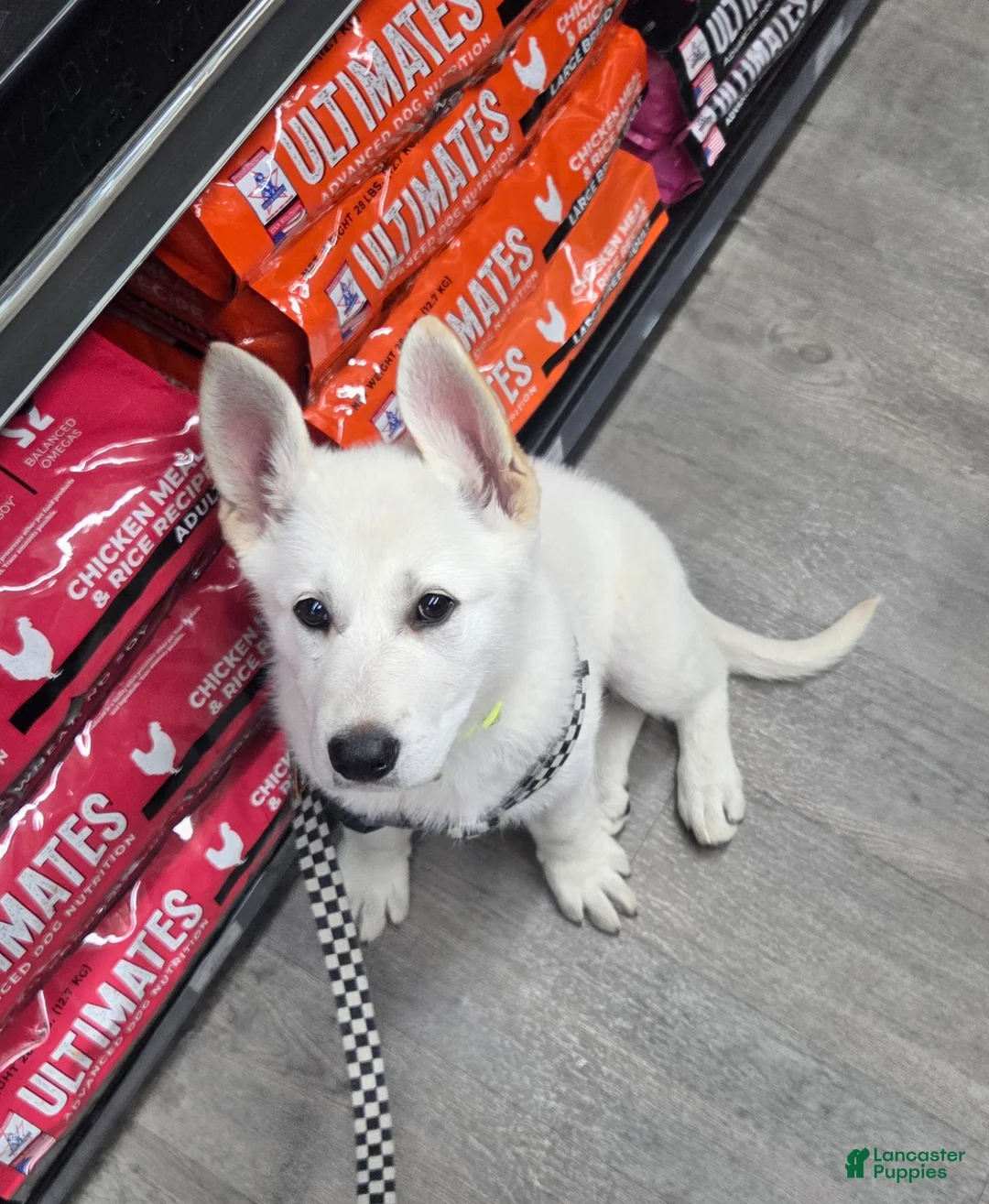 German Shepherd dogs for sale: Anna - Ad 2