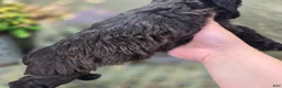 Cockapoo dogs for sale: Flopsy - Ad 8
