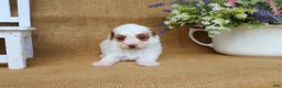 Maltipoo dogs for sale: Franklin - Ad 3