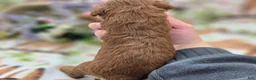 Cockapoo dogs for sale: Paris - Ad 5