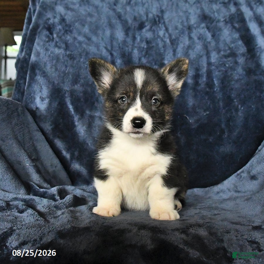 Welsh Corgi Pembroke dogs River - Ad 2