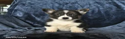 Welsh Corgi Pembroke dogs for sale: River - Ad 2