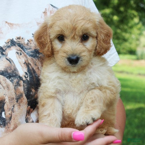 Mini Goldendoodle dogs Flora - Ad 2