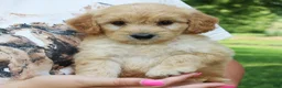 Mini Goldendoodle dogs for sale: Flora - Ad 2