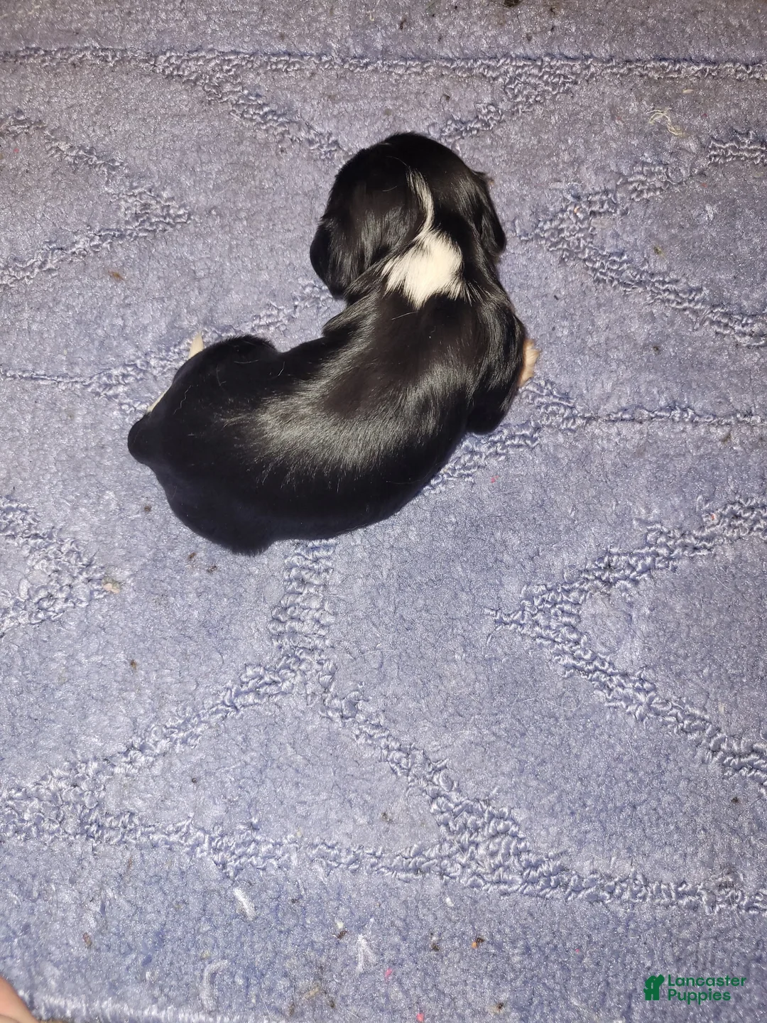 Cavalier King Charles Spaniel dogs for sale: Sebastian - Ad 14