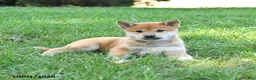Shiba Inu dogs for sale: Gideon - Ad 2