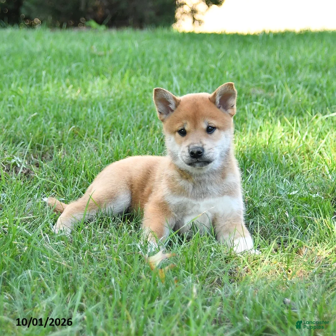 Shiba Inu dogs for sale: Gideon - Ad 2