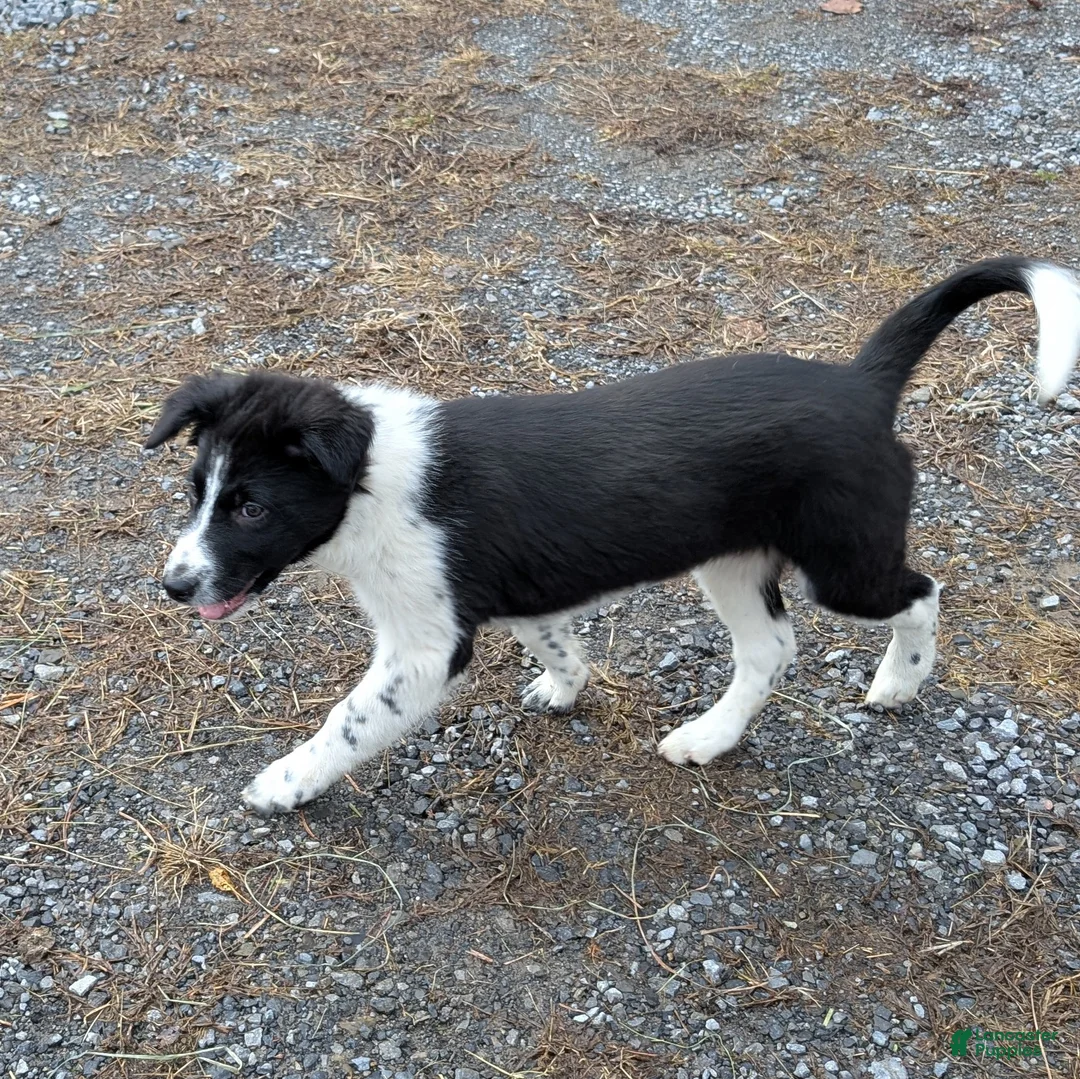 Mixed Breed dogs for sale: Ford - Ad 1