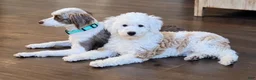Aussiedoodle dogs for sale: Aussiedoodle 1 - Ad 12