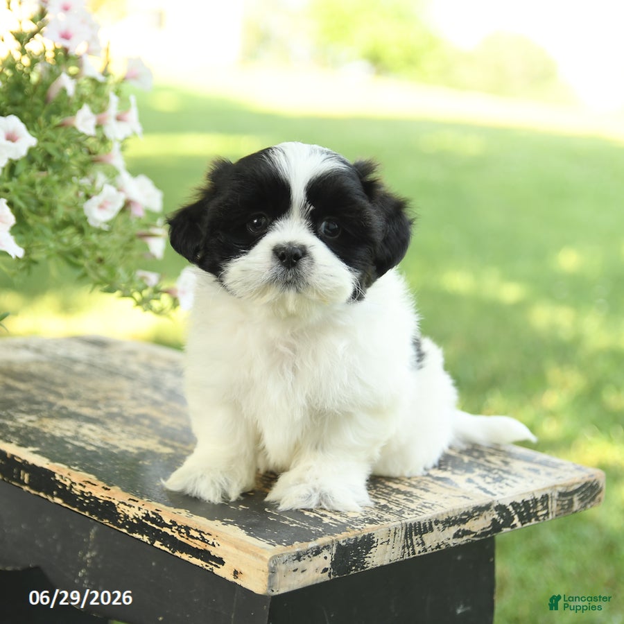 Shih Tzu dogs Scout - Ad 2