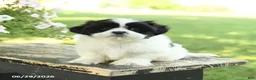 Shih Tzu dogs for sale: Scout - Ad 2