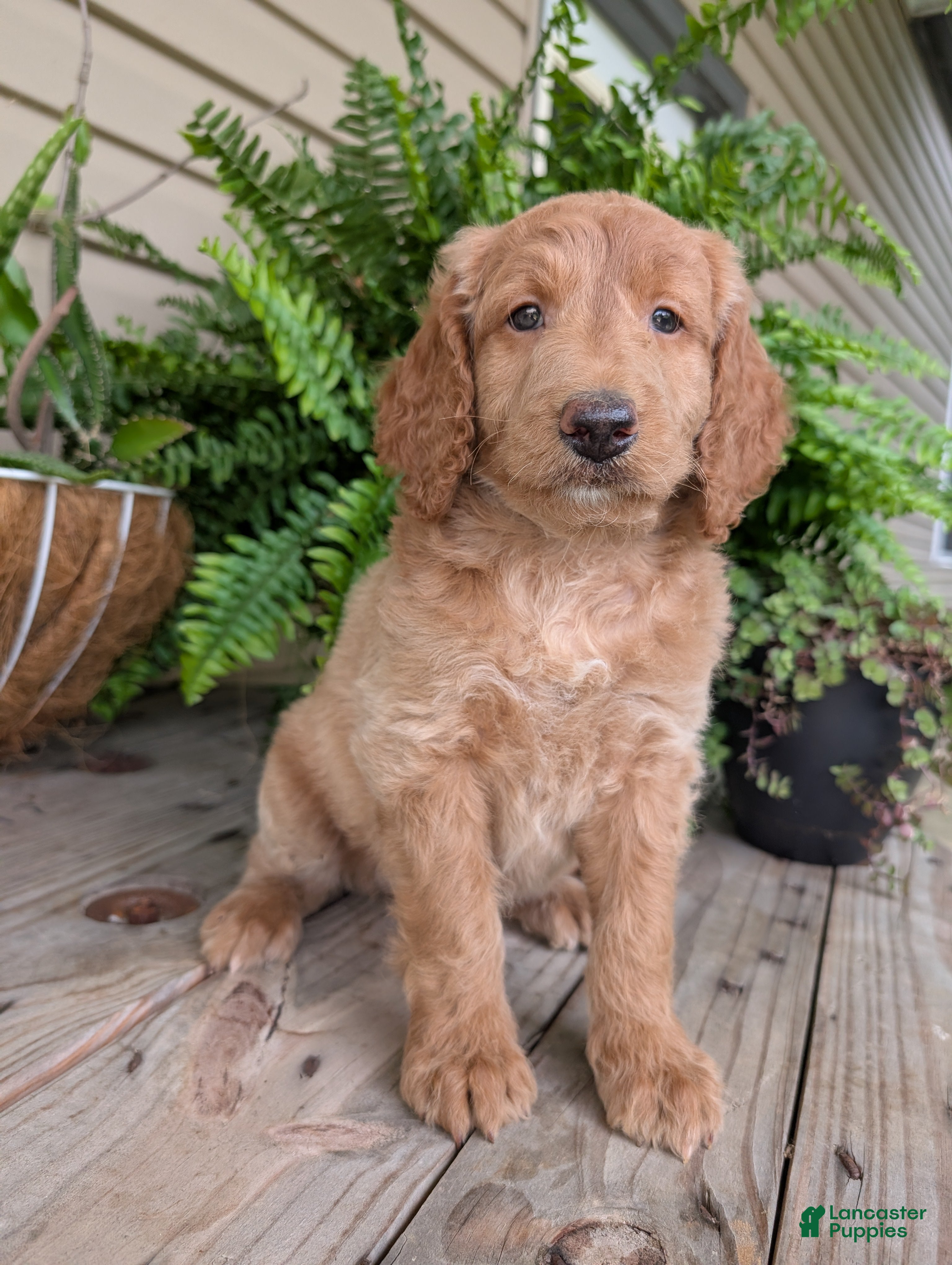 Goldendoodle dogs Lou - Ad 2