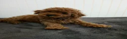 Toy Poodle dogs for sale: Tiger - Ad 6