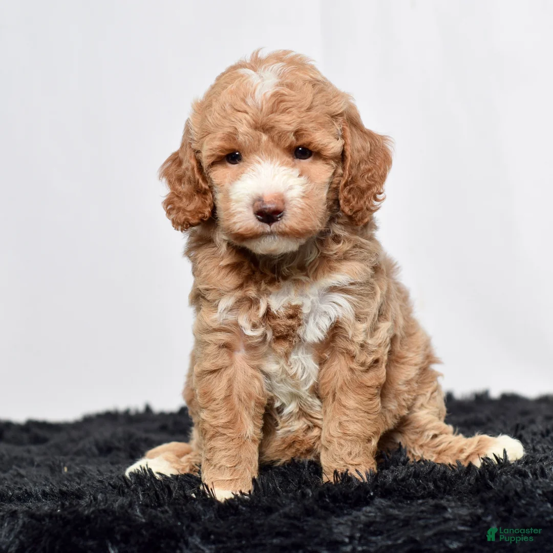 Mini Goldendoodle dogs for sale: Ms. Annabelle - Ad 2