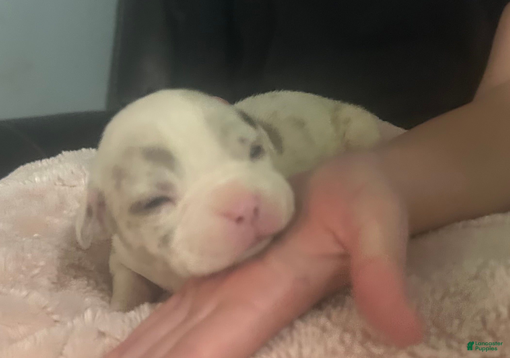 American Bully dogs for sale: Kova  - Ad 1