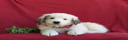 Mixed Breed dogs for sale: Morrison - Ad 4