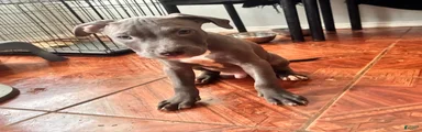 Mixed Breed 3